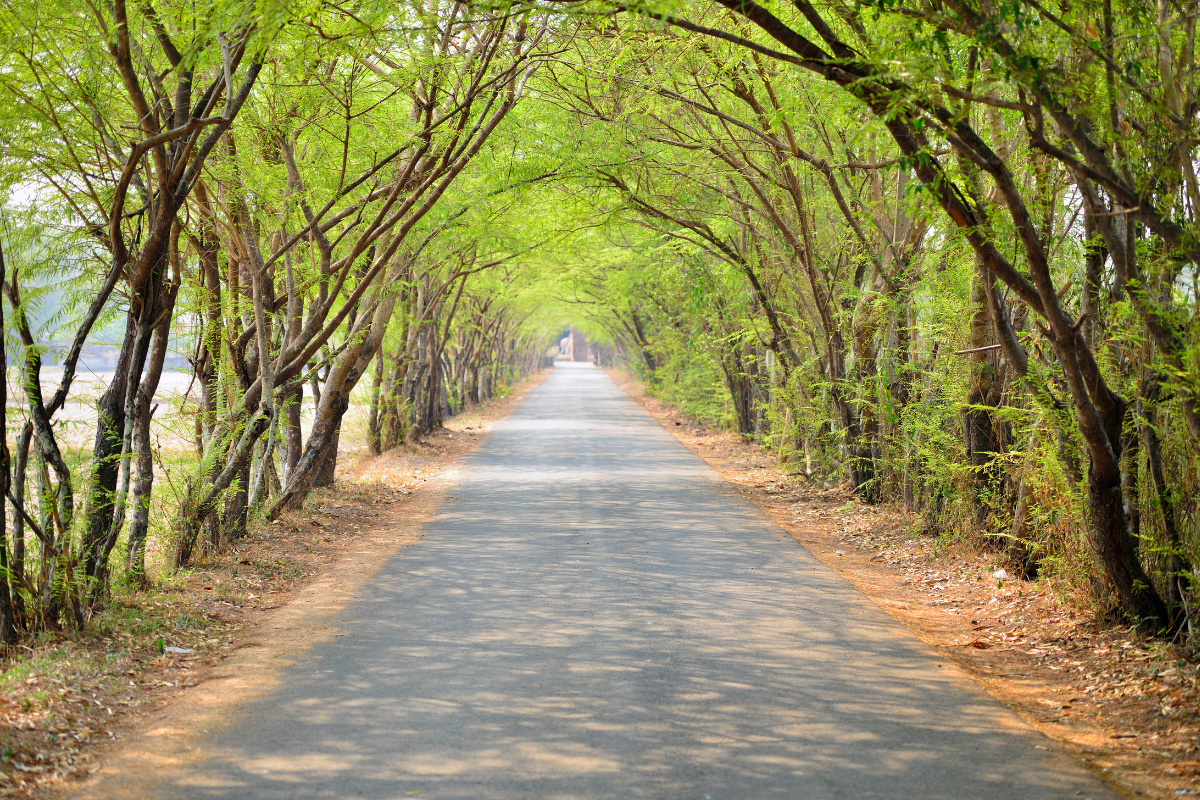 A straight road with trees arching overhead