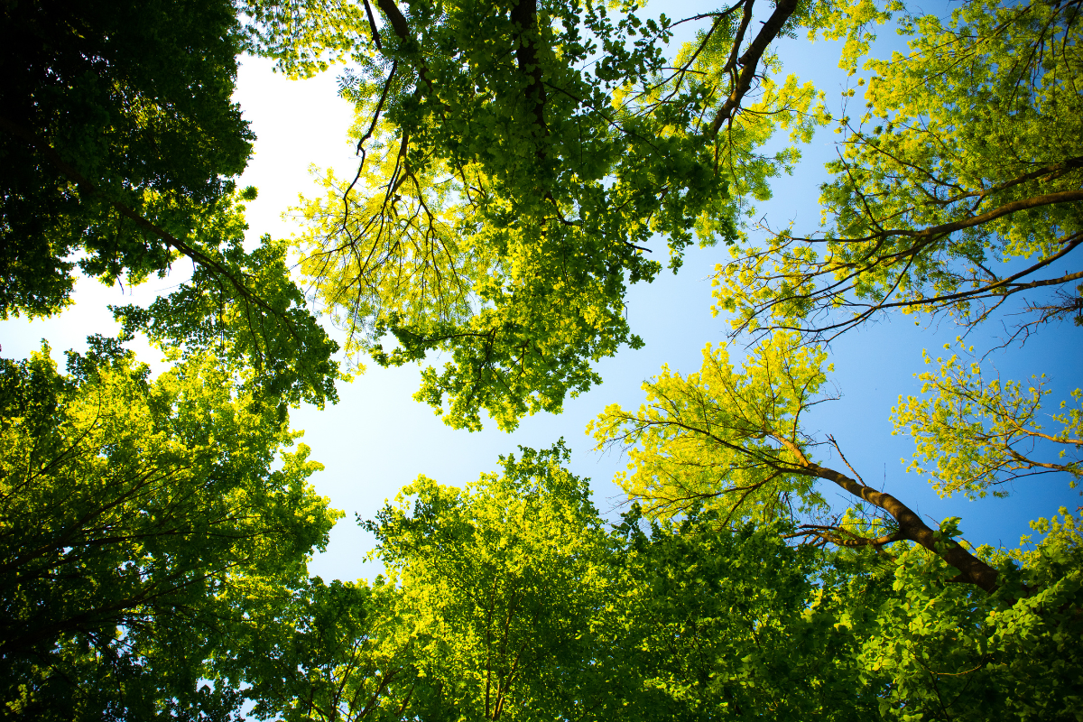 Looking up into a canopy of trees and the blue sky beyond